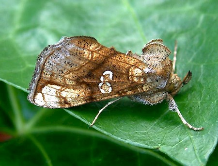 Golden Plusia Polychrysia moneta