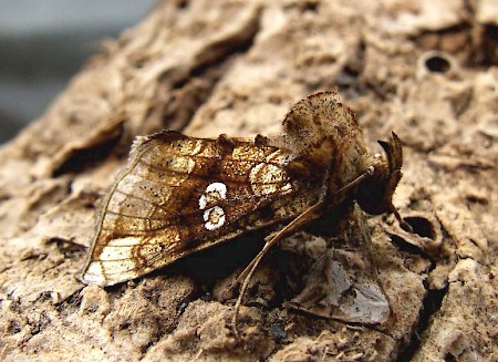 Golden Plusia Polychrysia moneta