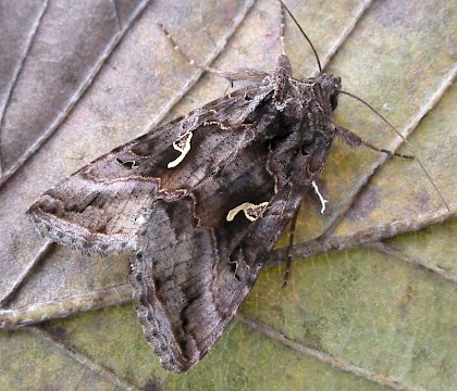 Adult &bull; North Norfolk &bull; &copy; Perry Hampson
