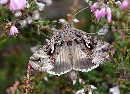 Silver Y Autographa gamma