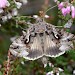 Adult • Thursley, Surrey • © Max Hopfl