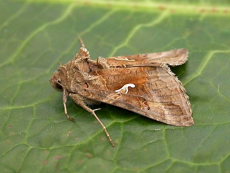 Silver Y Autographa gamma