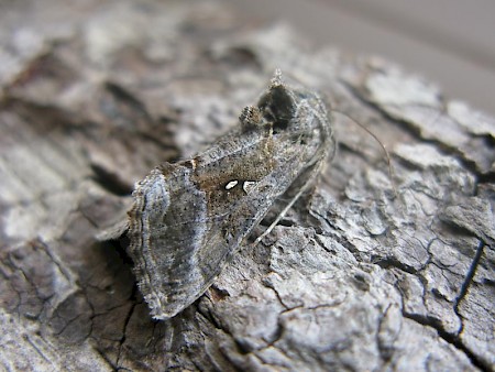 Silver Y Autographa gamma