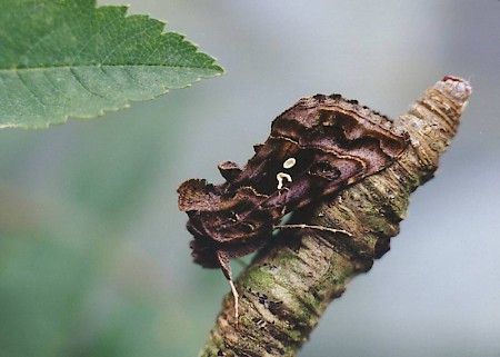 Beautiful Golden Y Autographa pulchrina