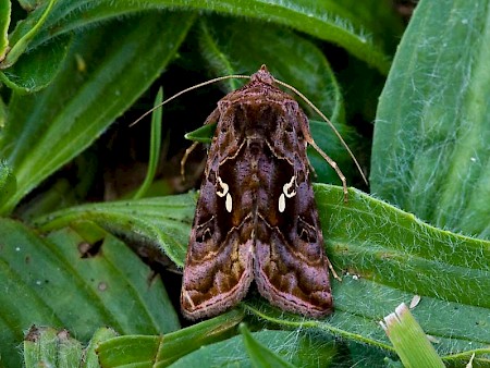 Beautiful Golden Y Autographa pulchrina