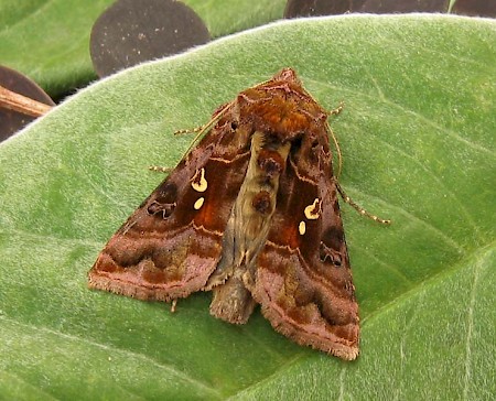 Beautiful Golden Y Autographa pulchrina