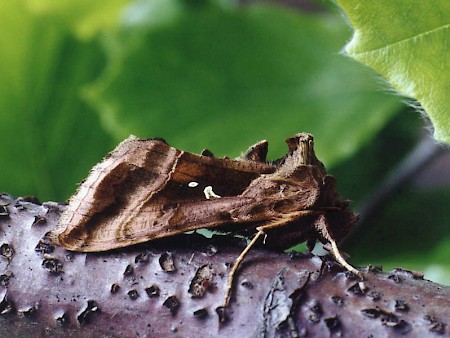 Plain Golden Y Autographa jota