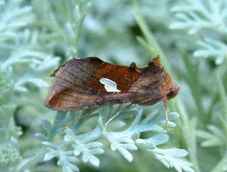 Gold Spangle Autographa bractea