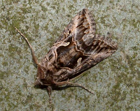 Essex Y Cornutiplusia circumflexa