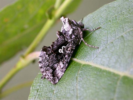 Scarce Silver Y Syngrapha interrogationis