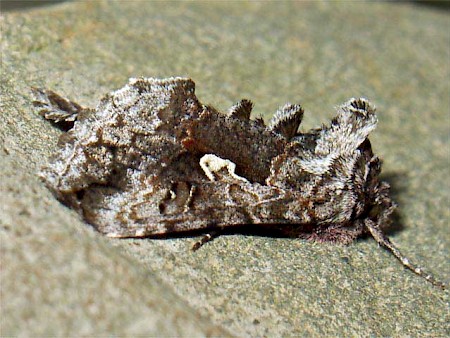 Scarce Silver Y Syngrapha interrogationis