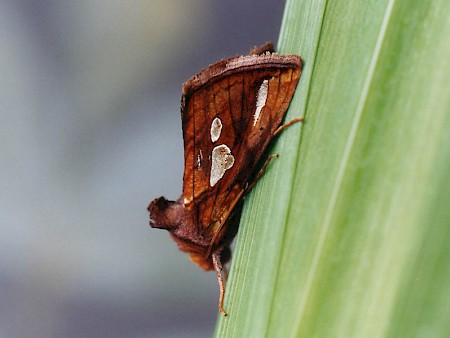 Gold Spot Plusia festucae