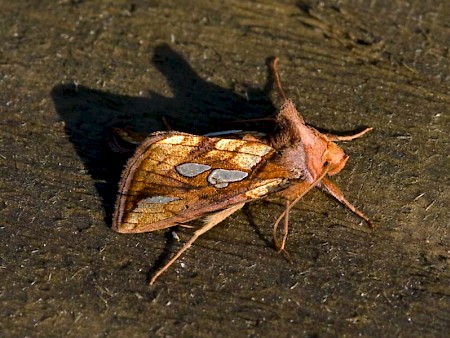 Gold Spot Plusia festucae