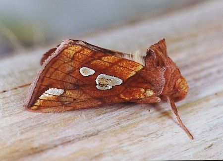 Lempke's Gold Spot Plusia putnami