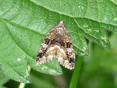 Marbled White Spot Deltote pygarga