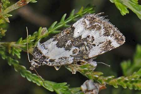 Pretty Marbled Deltote deceptoria