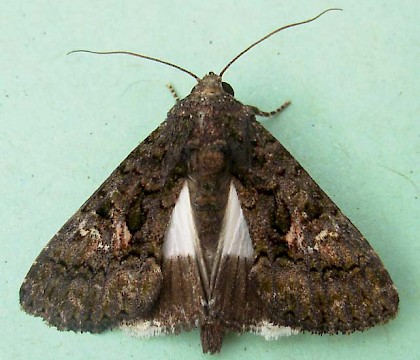 Adult &bull; Parleboscq, S.W. France &bull; &copy; Graham Wenman