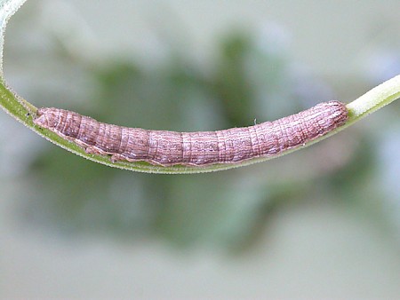 The Four-spotted Tyta luctuosa