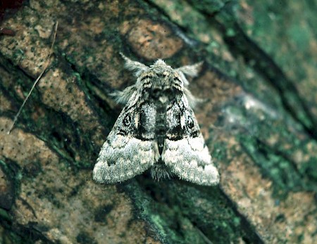 Nut-tree Tussock Colocasia coryli