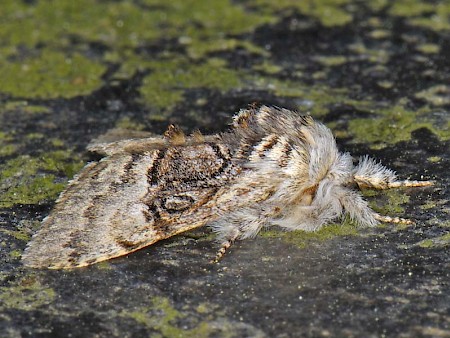 Nut-tree Tussock Colocasia coryli