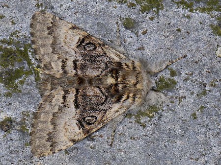 Nut-tree Tussock Colocasia coryli