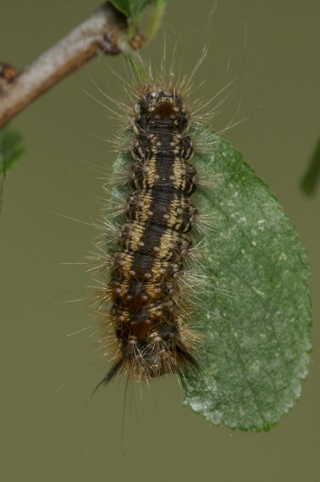 Nut-tree Tussock Colocasia coryli