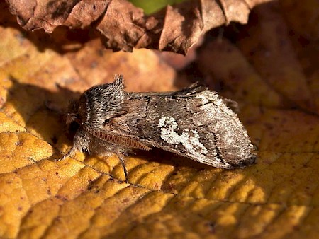 Figure of Eight Diloba caeruleocephala