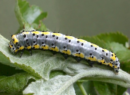 Figure of Eight Diloba caeruleocephala