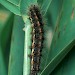 Larva • Norfolk • © Roy Leverton