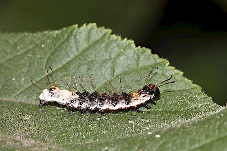 Alder Moth Acronicta alni