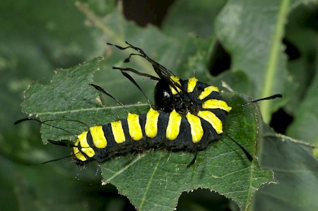 Alder Moth Acronicta alni