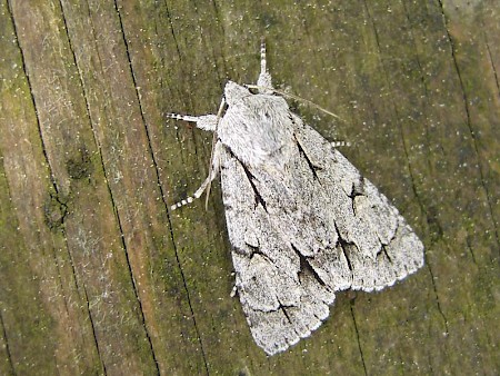 Grey Dagger Acronicta psi