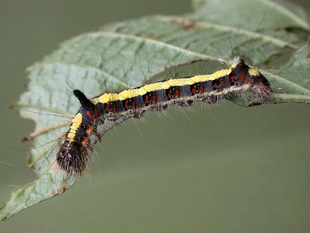 Grey Dagger Acronicta psi