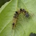 Early instar larva • Chorlton, Greater Manchester • © Ben Smart