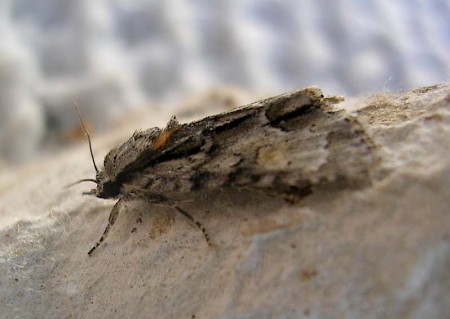 Marsh Dagger Acronicta strigosa