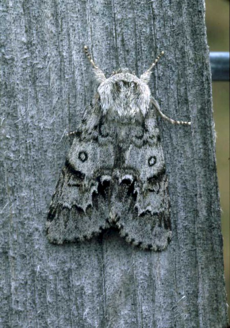 Light Knot Grass Acronicta menyanthidis