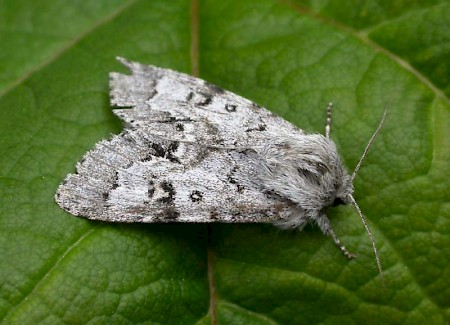 Light Knot Grass Acronicta menyanthidis