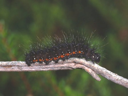 Light Knot Grass Acronicta menyanthidis