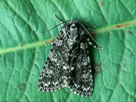 Knot Grass Acronicta rumicis