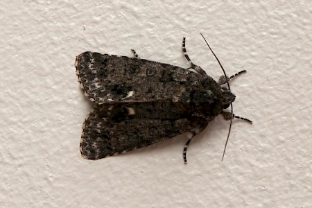 Knot Grass Acronicta rumicis