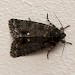 Adult, f. salicis • Portsmouth, Hants • © Ian Thirlwell