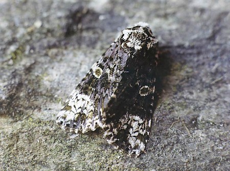 The Coronet Craniophora ligustri