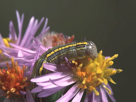 Star-wort Cucullia asteris