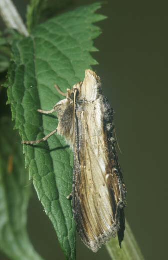 Water Betony Cucullia scrophulariae