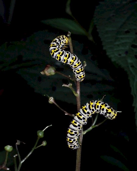 Water Betony Cucullia scrophulariae