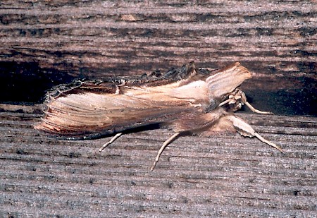 The Mullein Cucullia verbasci