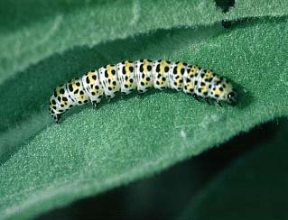 The Mullein Cucullia verbasci