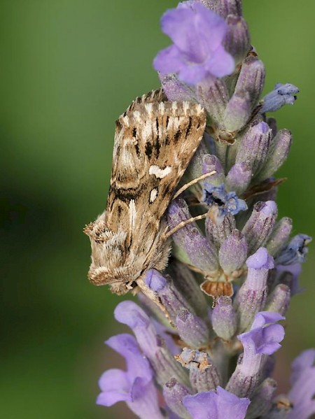 Toadflax Brocade Calophasia lunula