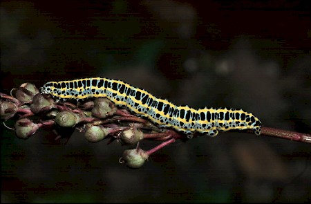 Toadflax Brocade Calophasia lunula