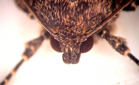 Svensson's Copper Underwing Amphipyra berbera